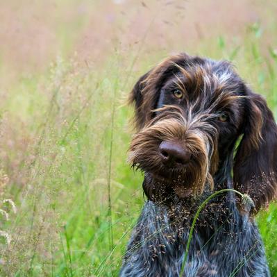 Czech Dog Breeds