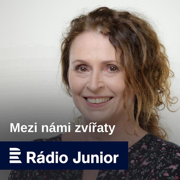 Mezi námi zvířaty