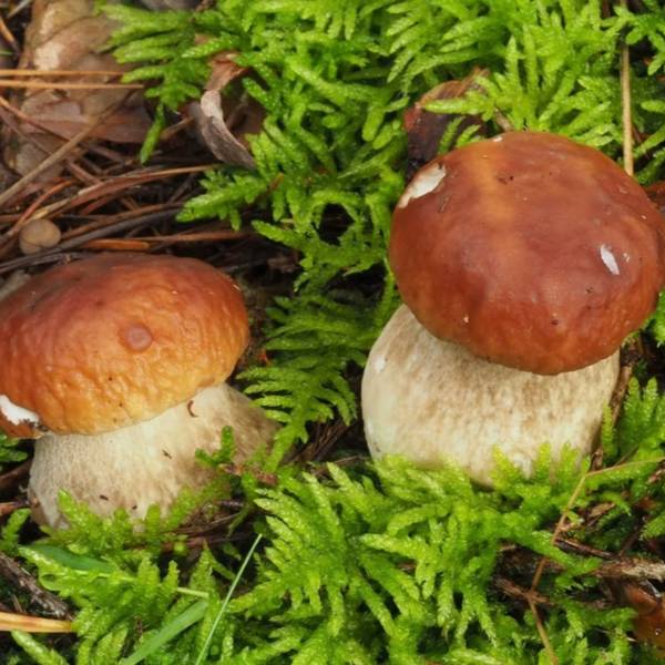 Spojujeme minulost s budoucností